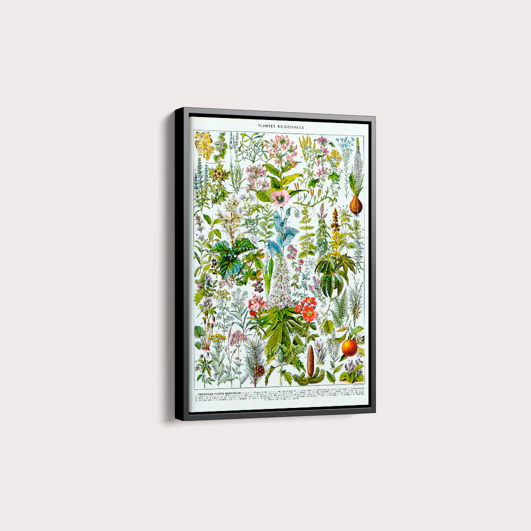 Plantes Medicinales