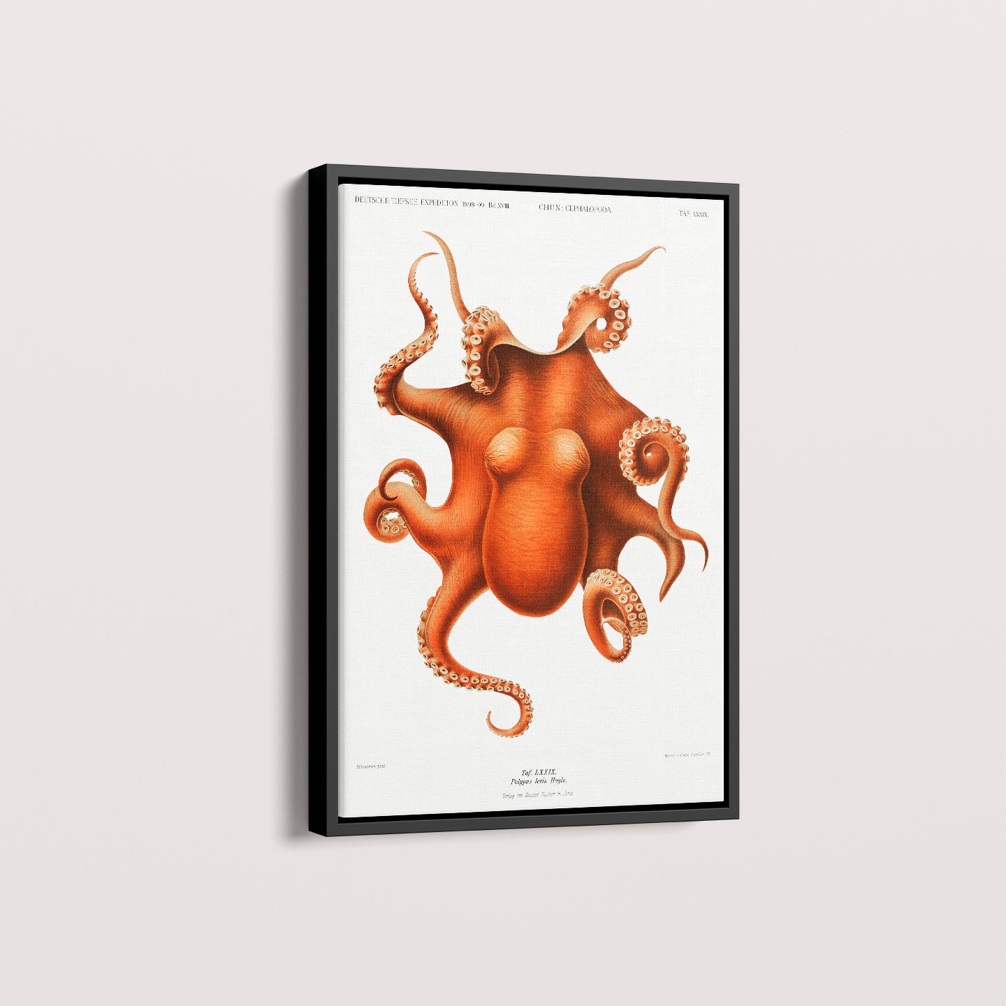 Quadro Polvo - Poster Vintage