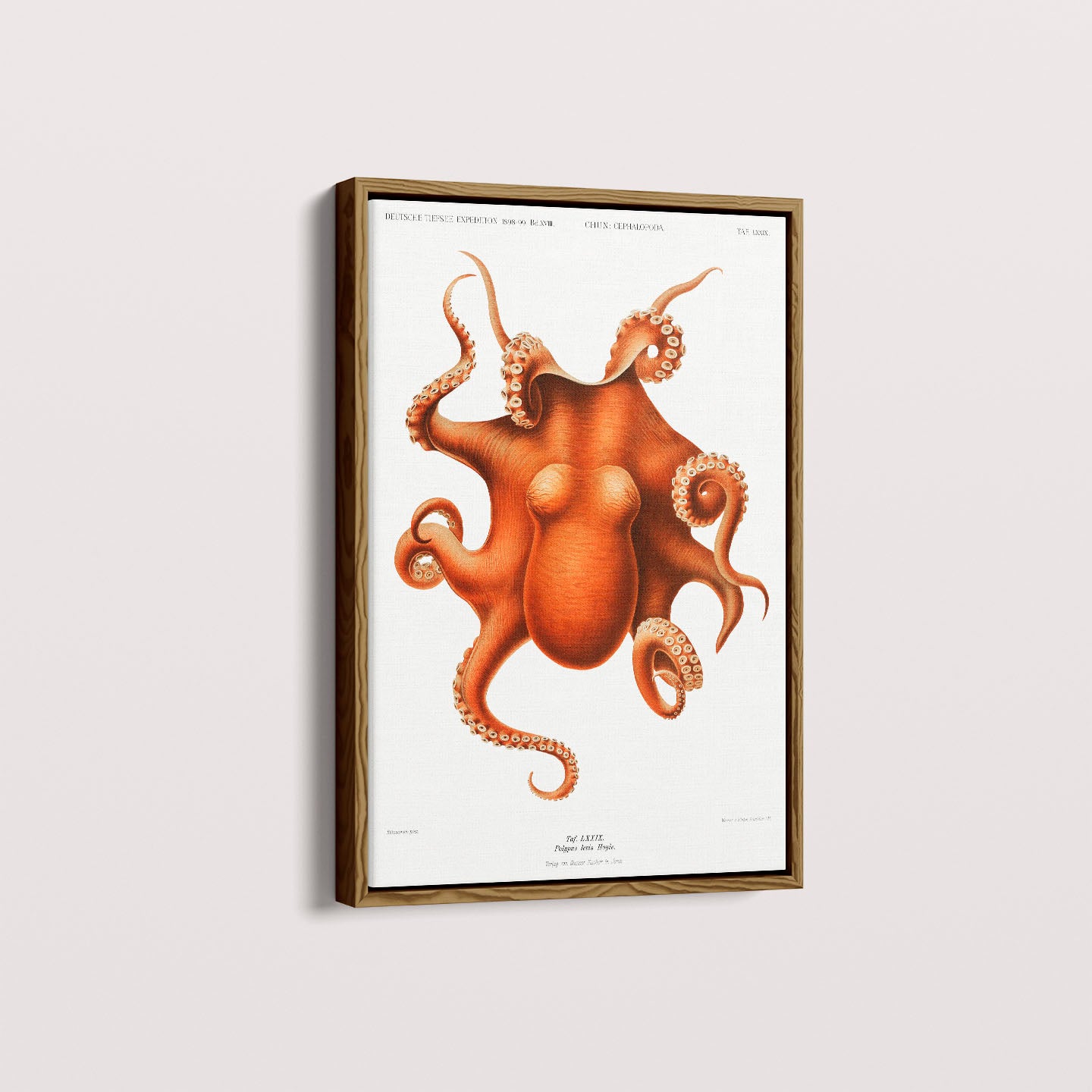 Quadro Polvo - Poster Vintage
