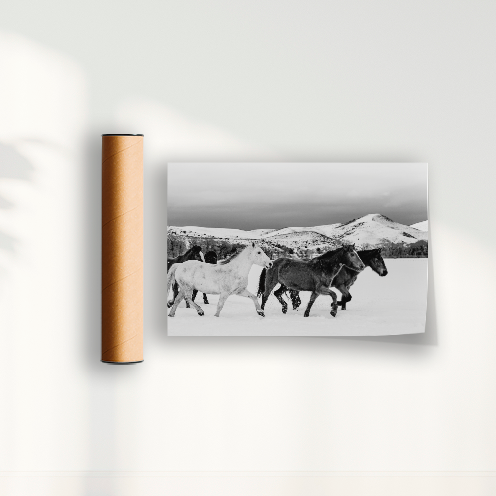 Wild horses