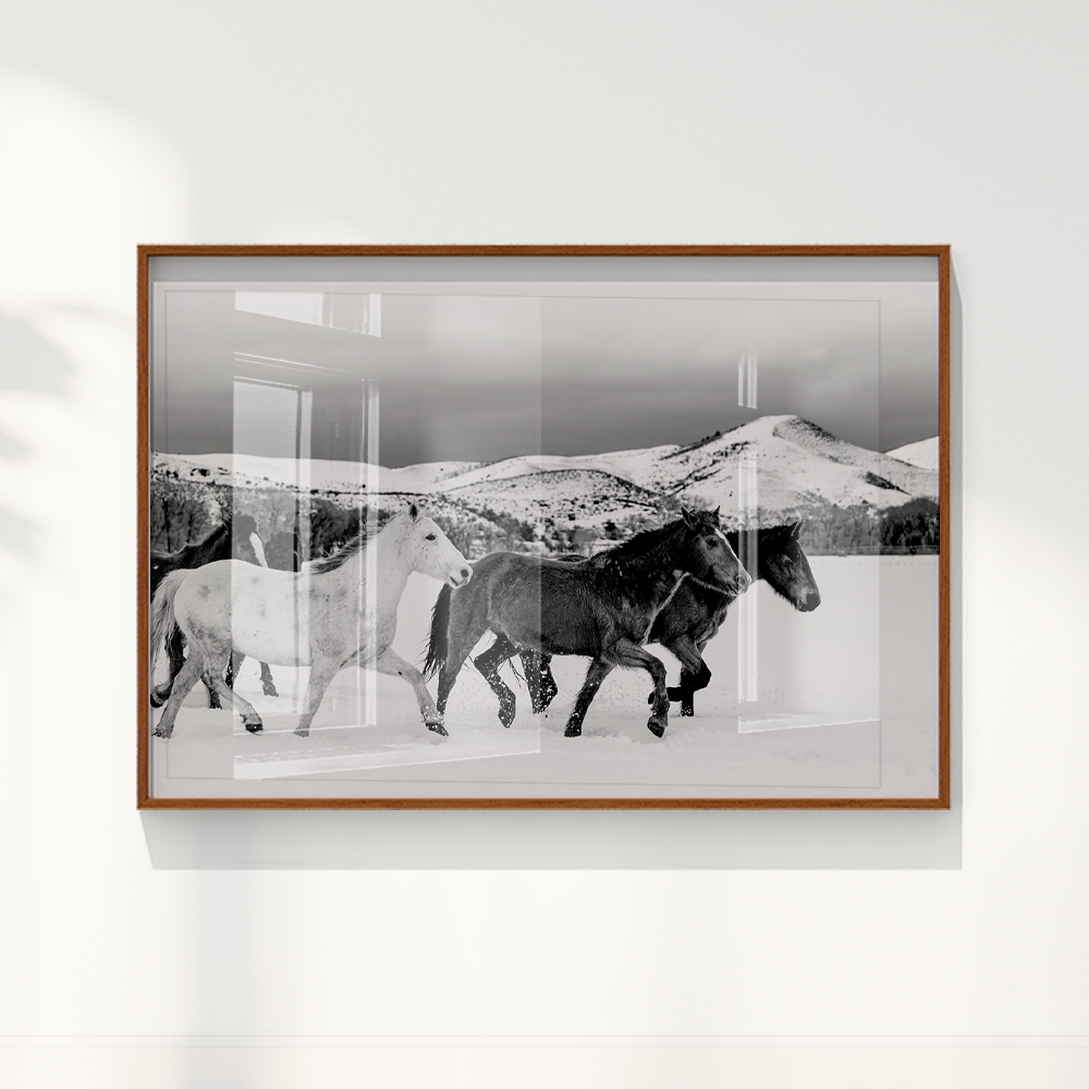 Wild horses
