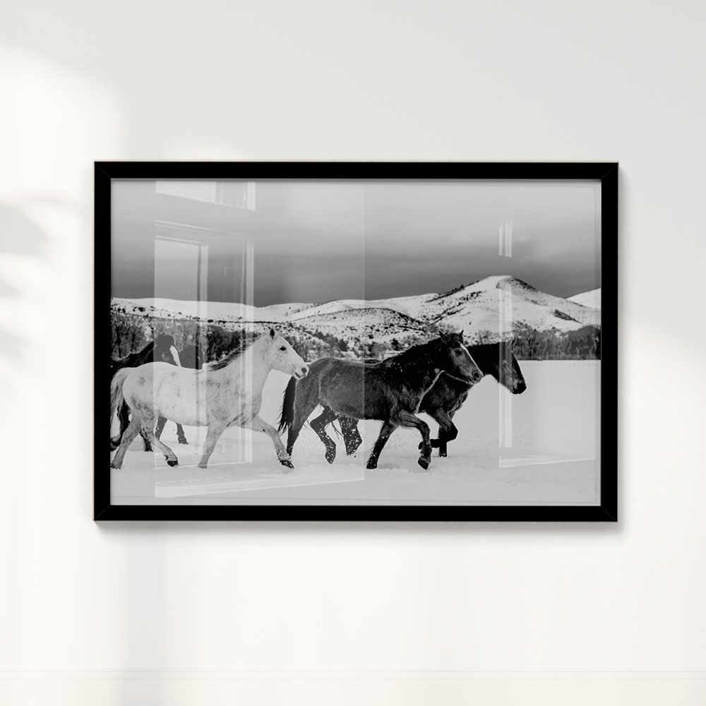 Wild horses