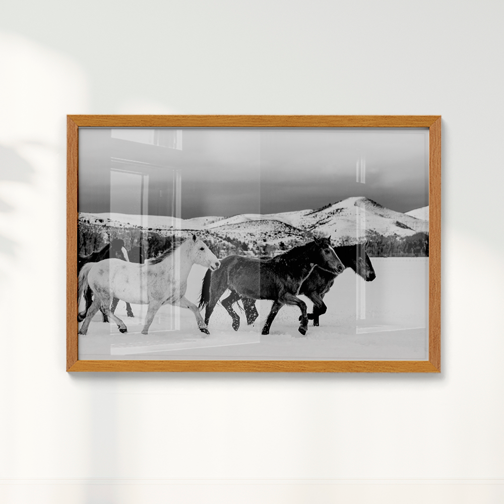 Wild horses