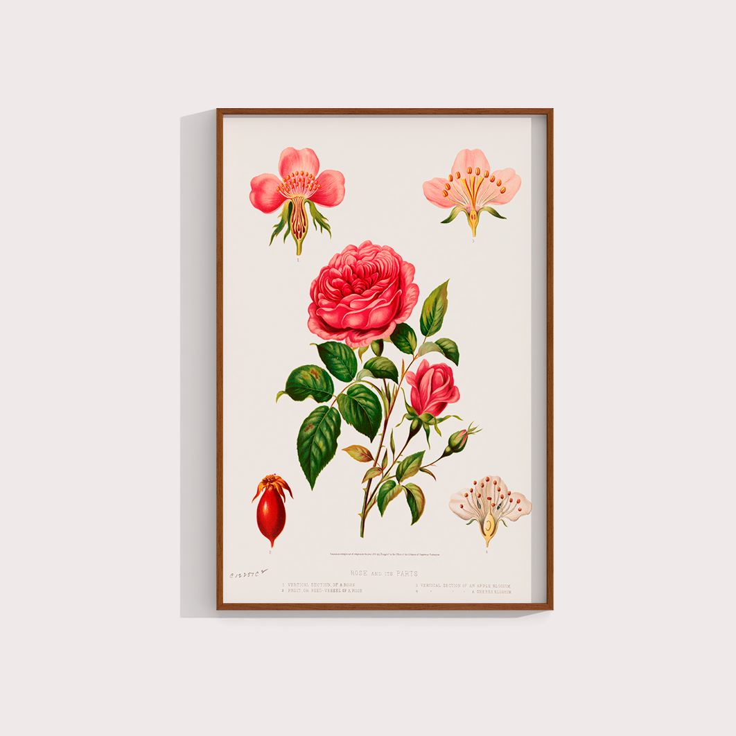 Rosa e suas partes