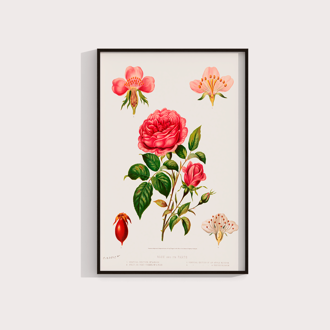 Rosa e suas partes