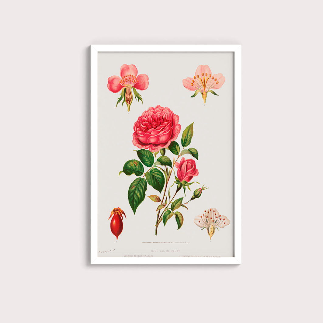 Rosa e suas partes