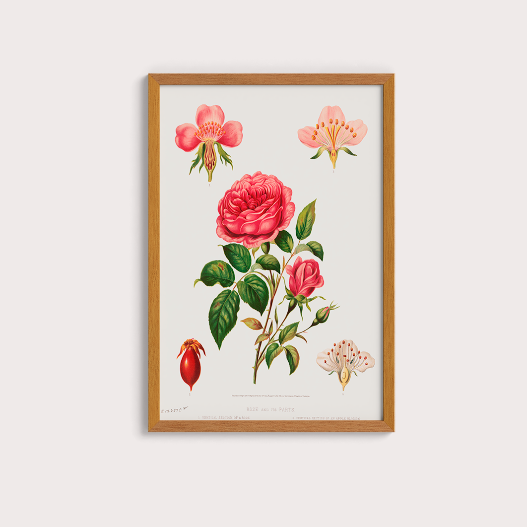 Rosa e suas partes
