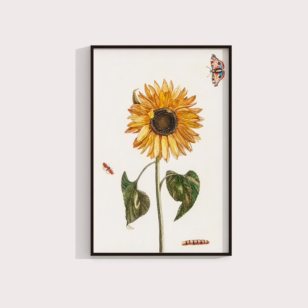Girassol Vintage