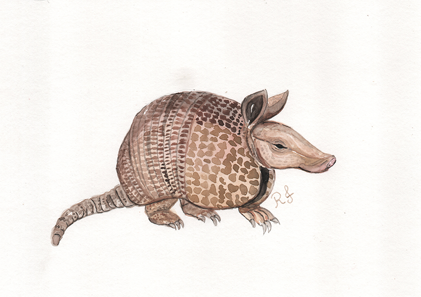 Quadro Tatu por Rayana Karoline