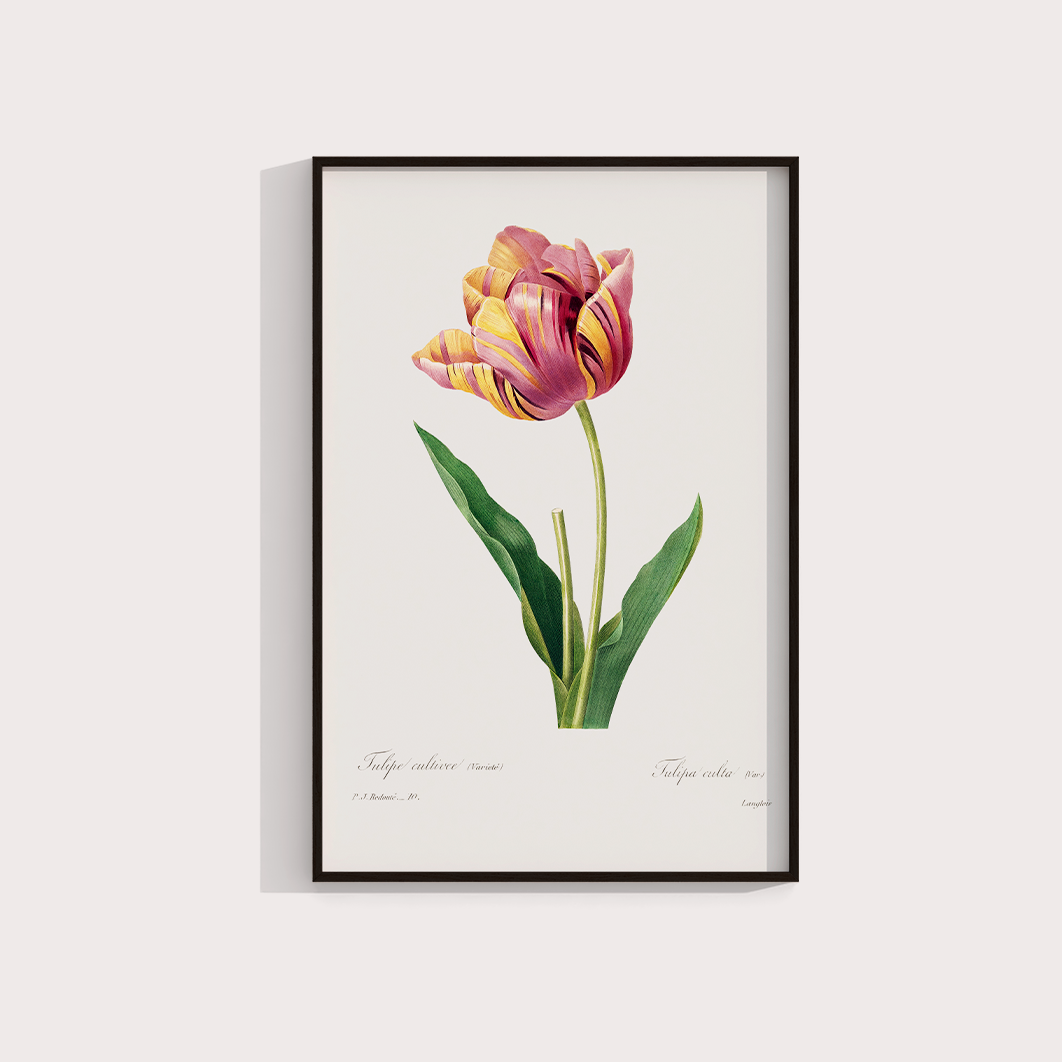 Tulipa