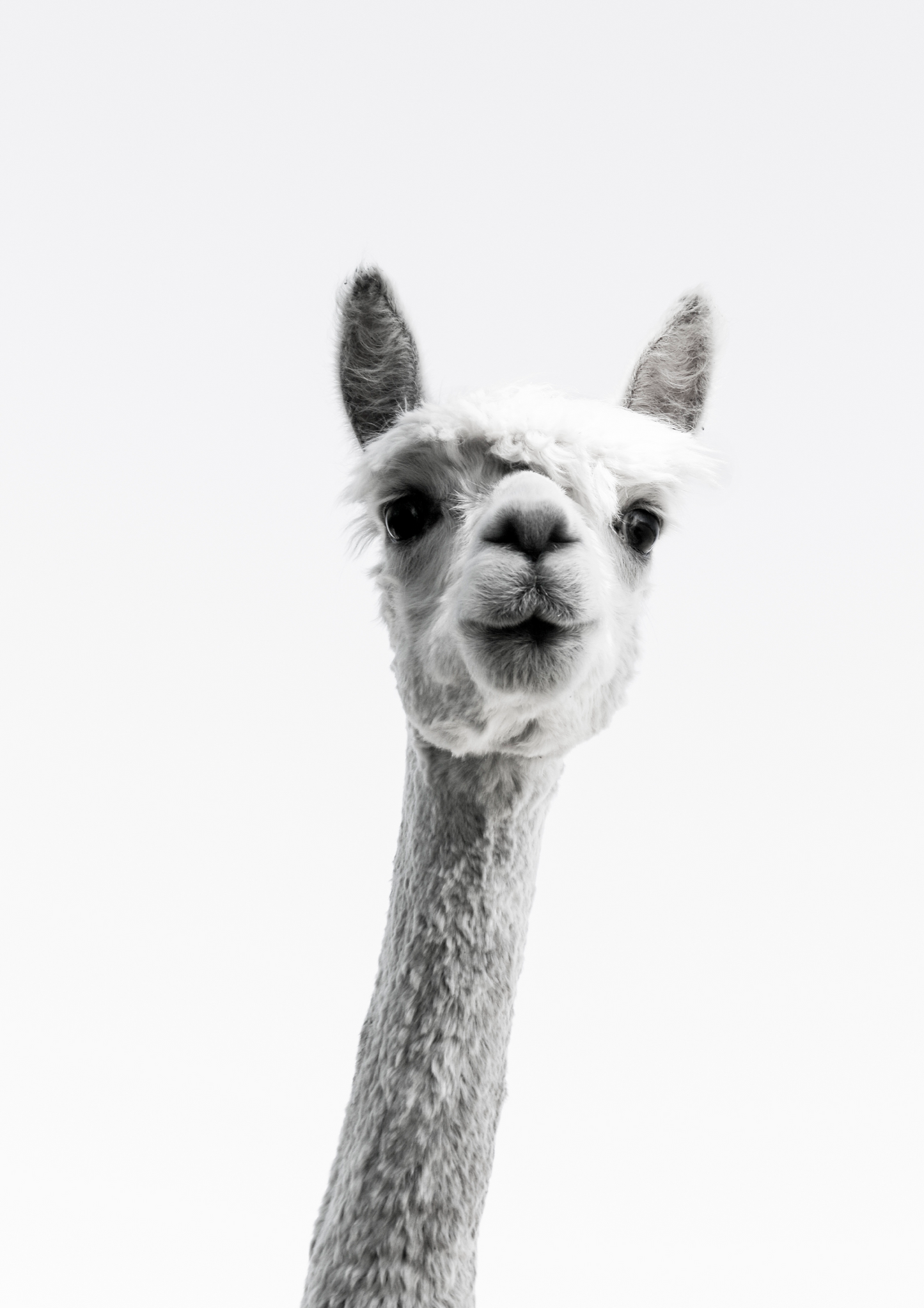 Quadro Alpaca B&W - LARTESTUDIO