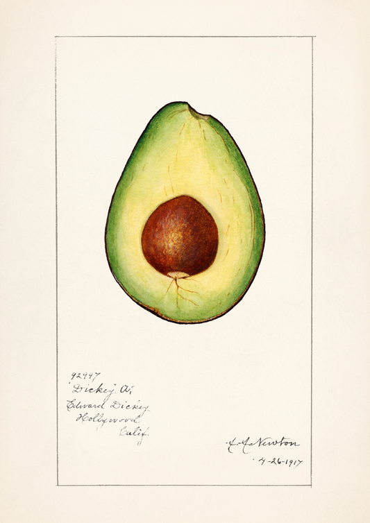 Avocado Vintage