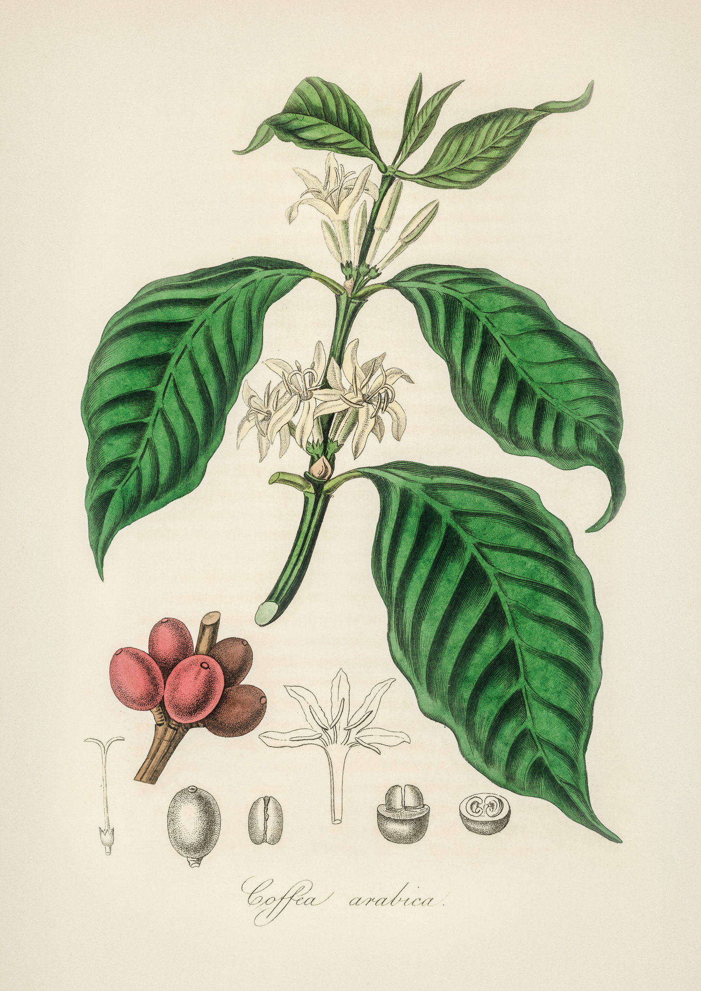 Café Arabica - LARTESTUDIO