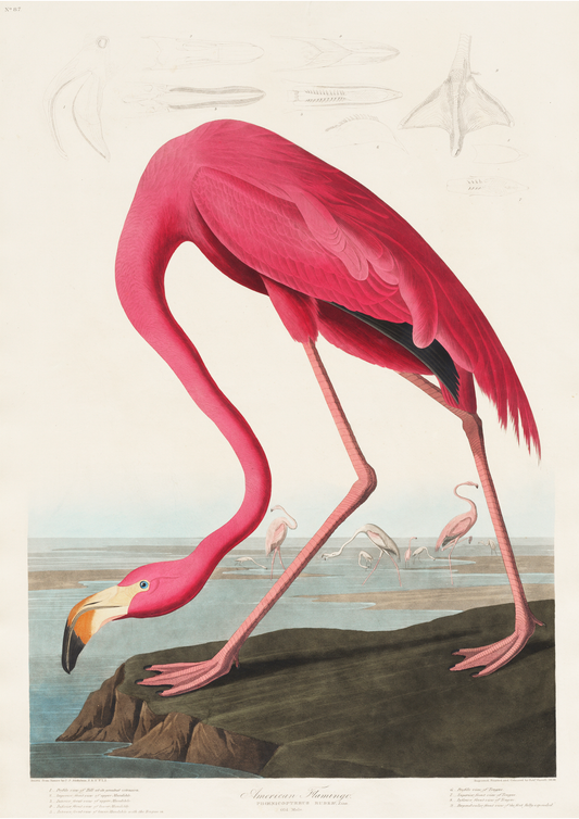 Flamingo Vintage