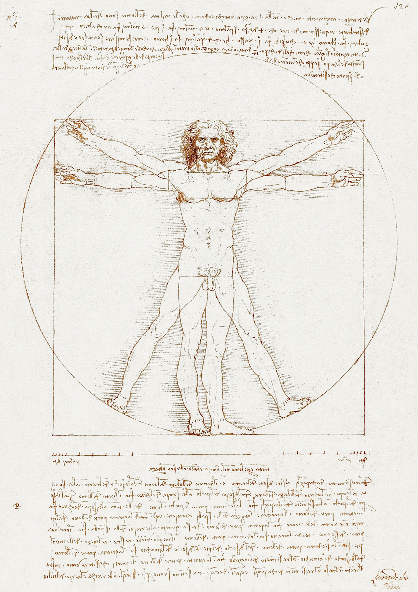 Leonardo da Vinci's Vitruvian Man - LARTESTUDIO
