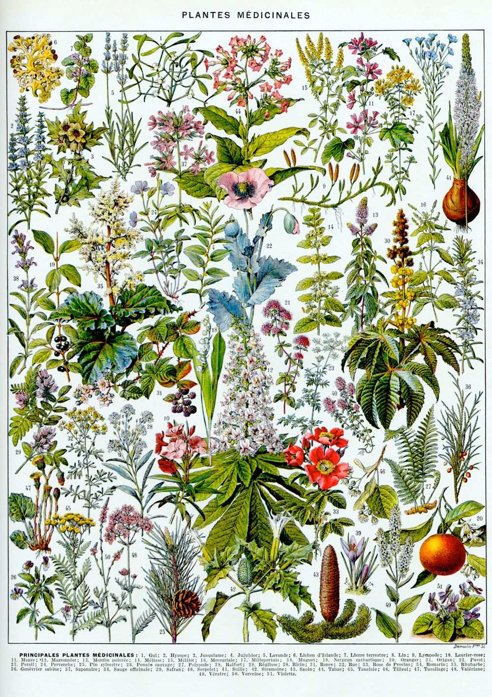 Quadro Botânico Vintage de Plantas Medicinais