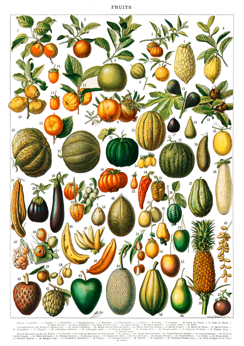 Quadro Fruits White - Frutas poster vintage