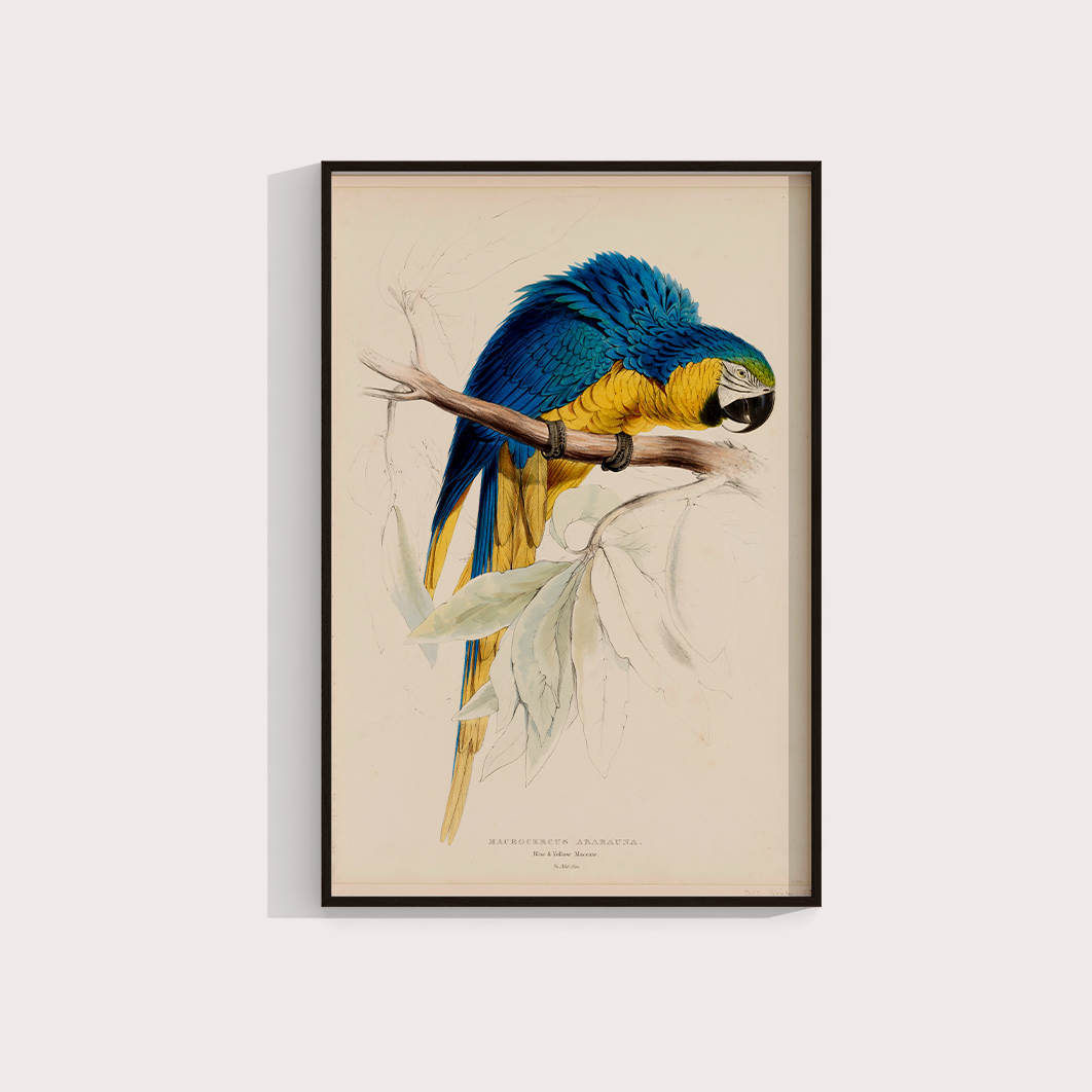 Arara Vintage - LARTESTUDIO