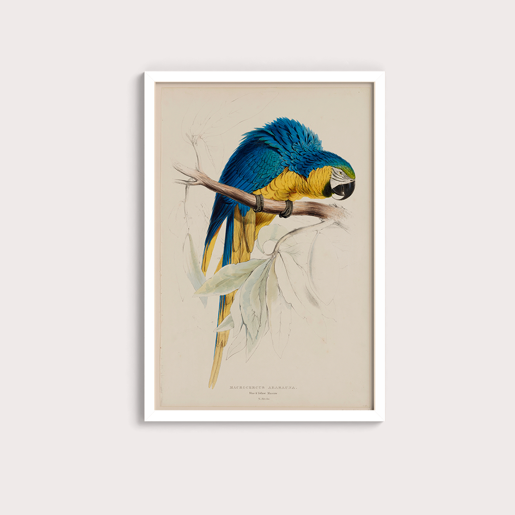Arara Vintage - LARTESTUDIO