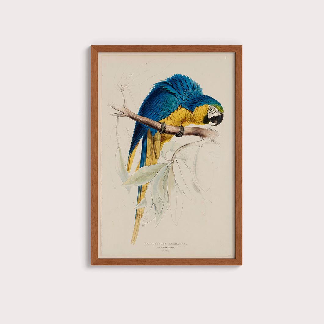 Arara Vintage - LARTESTUDIO