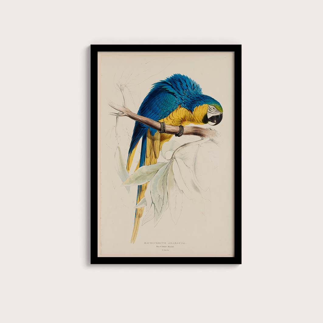 Arara Vintage - LARTESTUDIO
