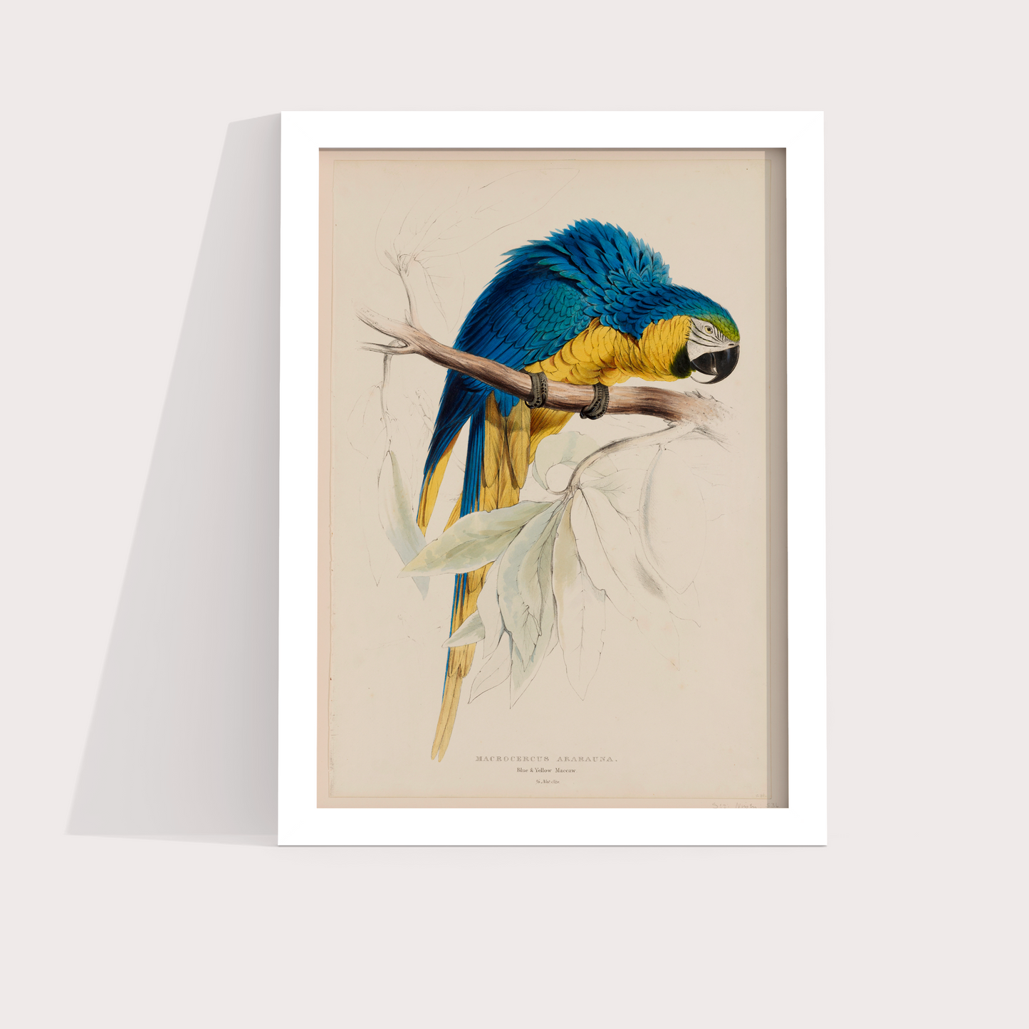 Arara Vintage - LARTESTUDIO