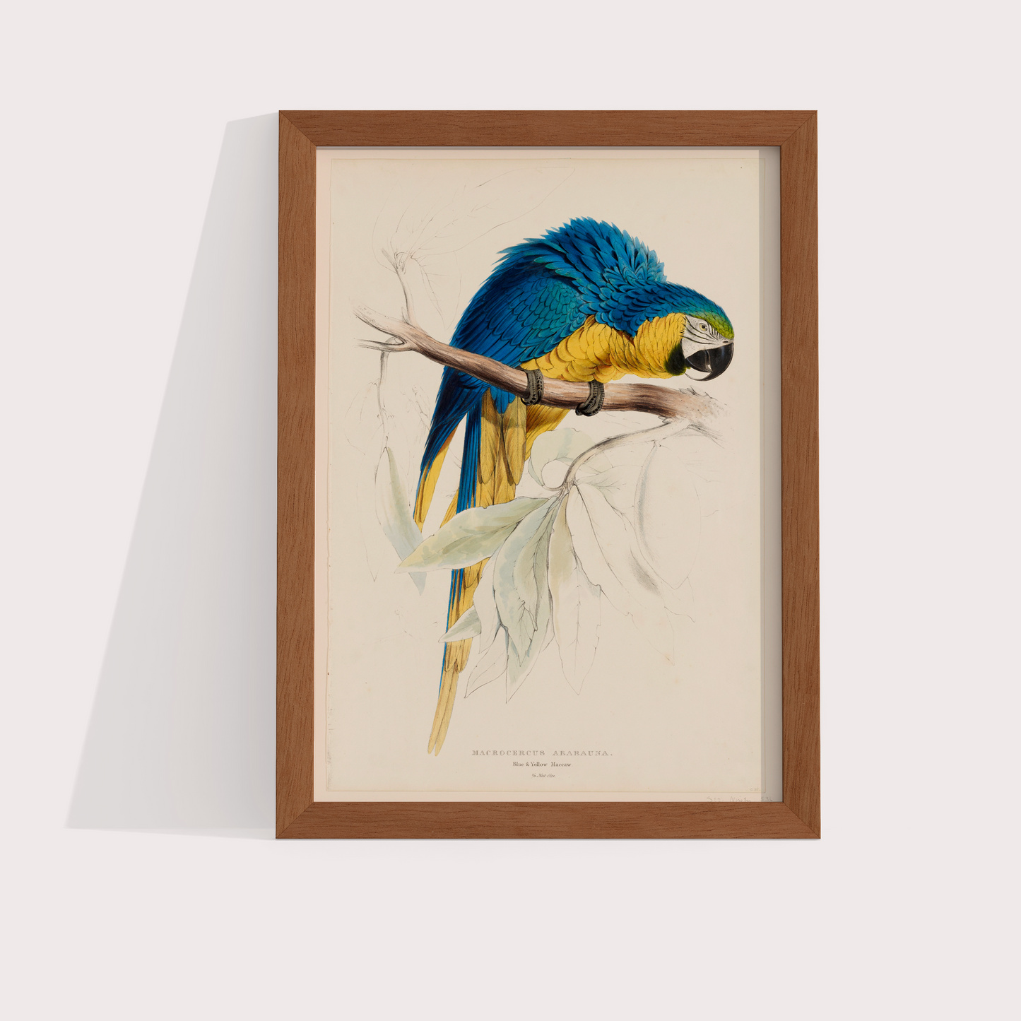Arara Vintage - LARTESTUDIO