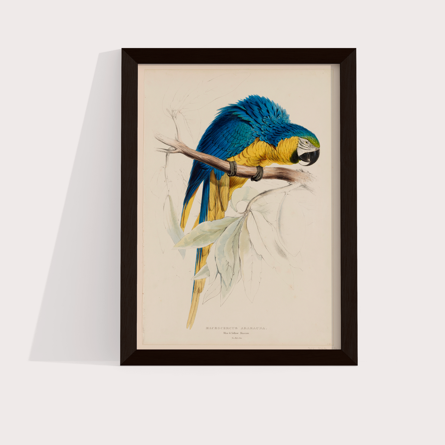 Arara Vintage - LARTESTUDIO