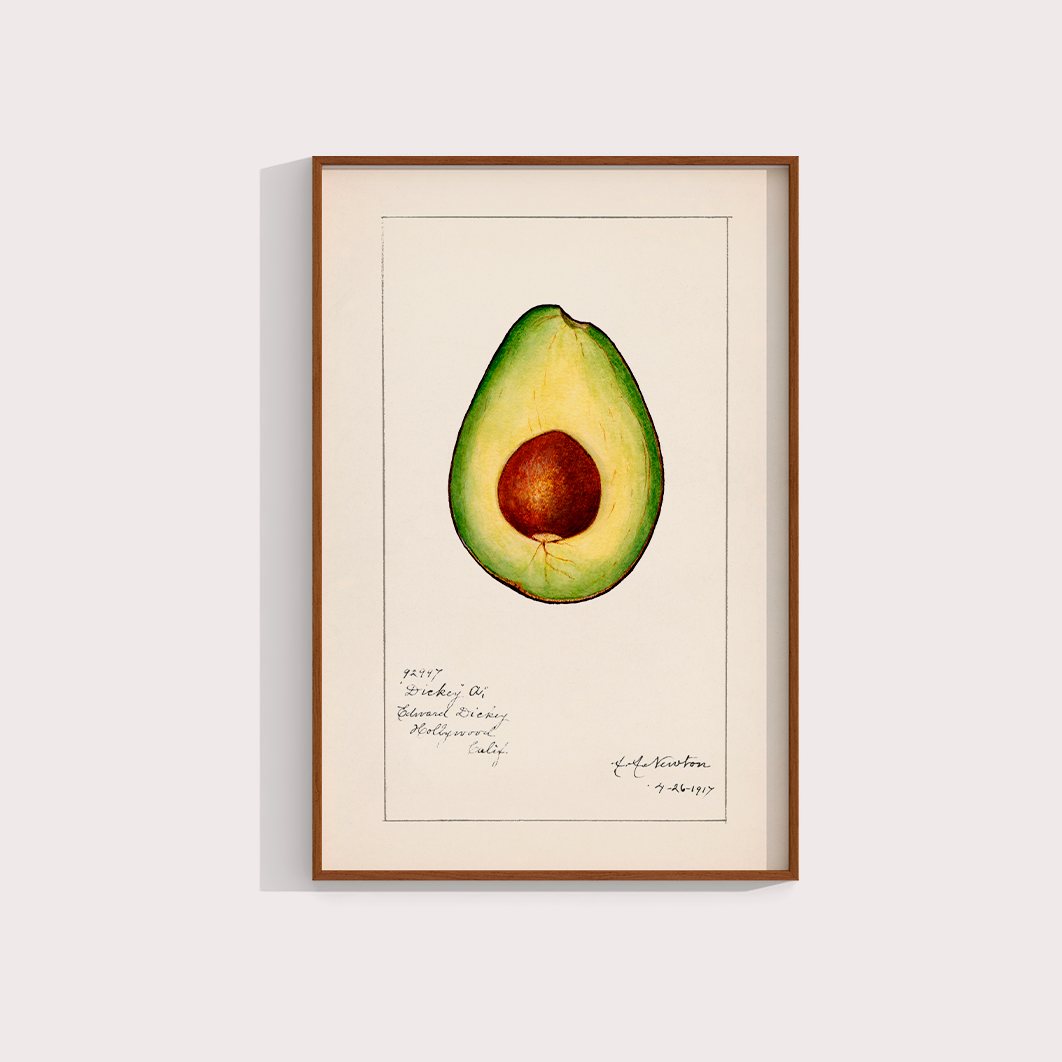 Avocado Vintage