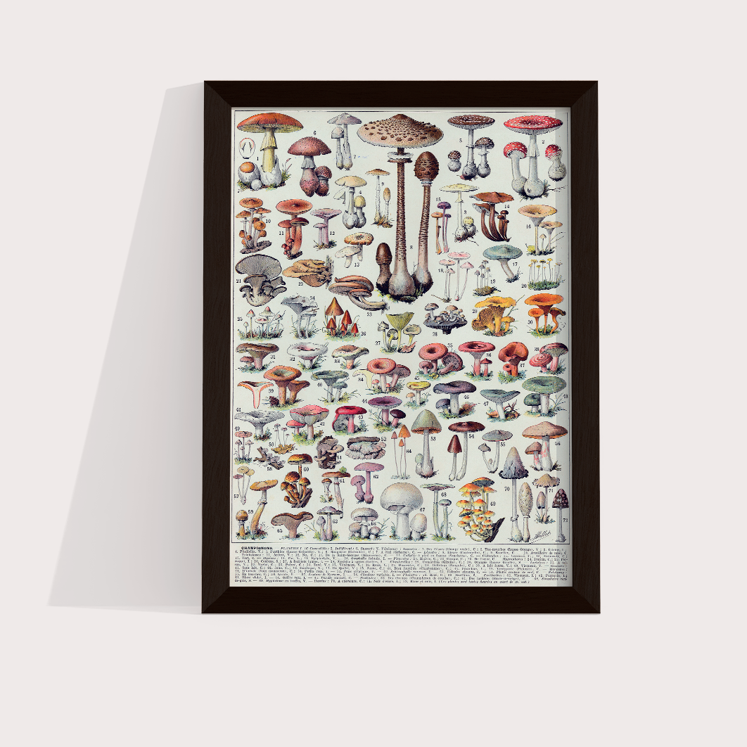 Vintage Cogumelos - LARTESTUDIO