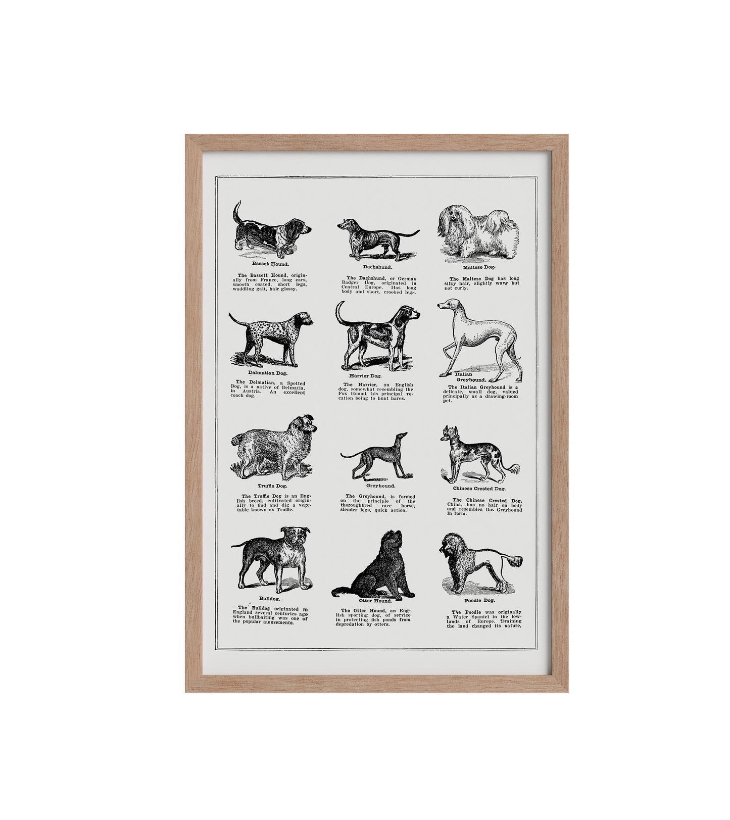 Vintage Dogs - LARTESTUDIO