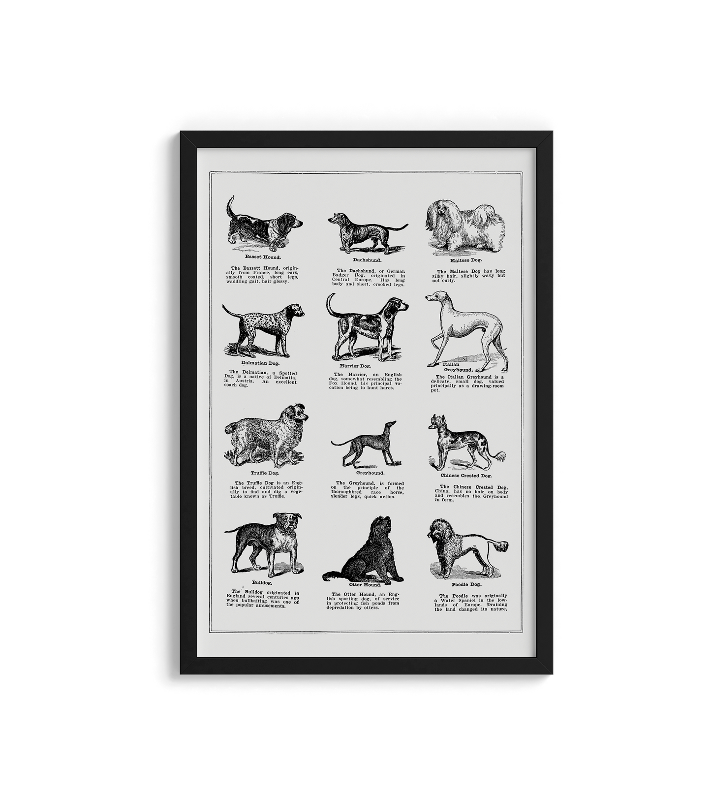 Vintage Dogs - LARTESTUDIO