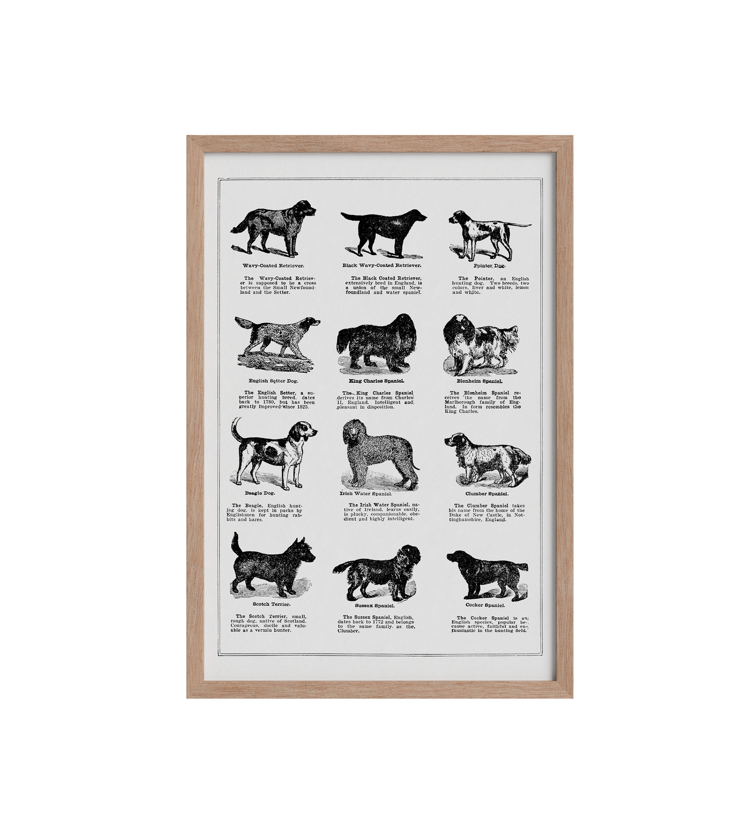 Vintage Dogs II - LARTESTUDIO