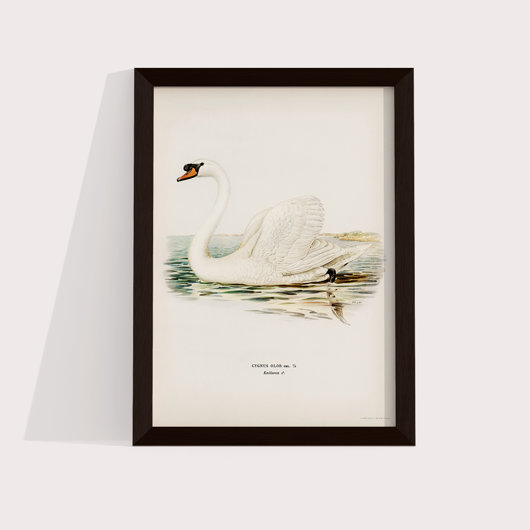 Swan
