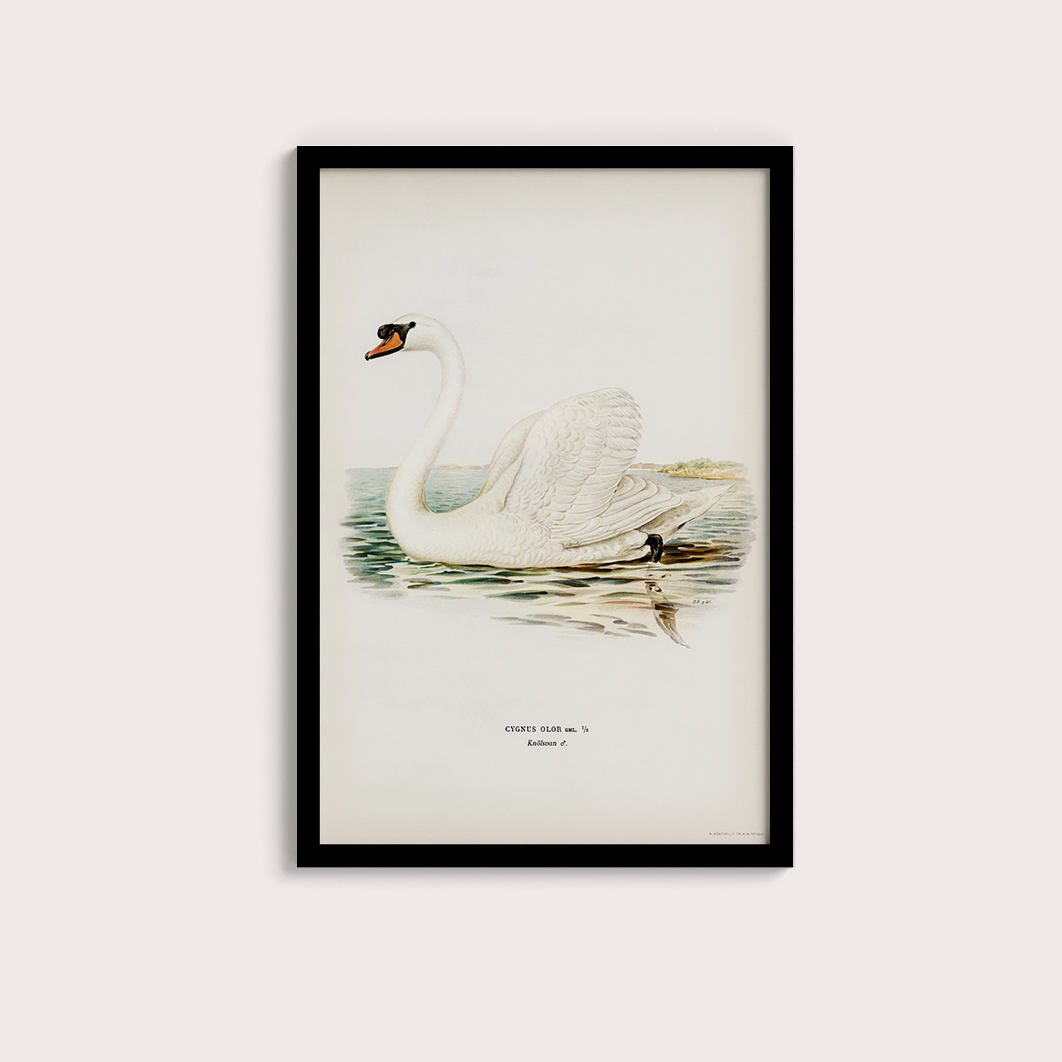 Swan