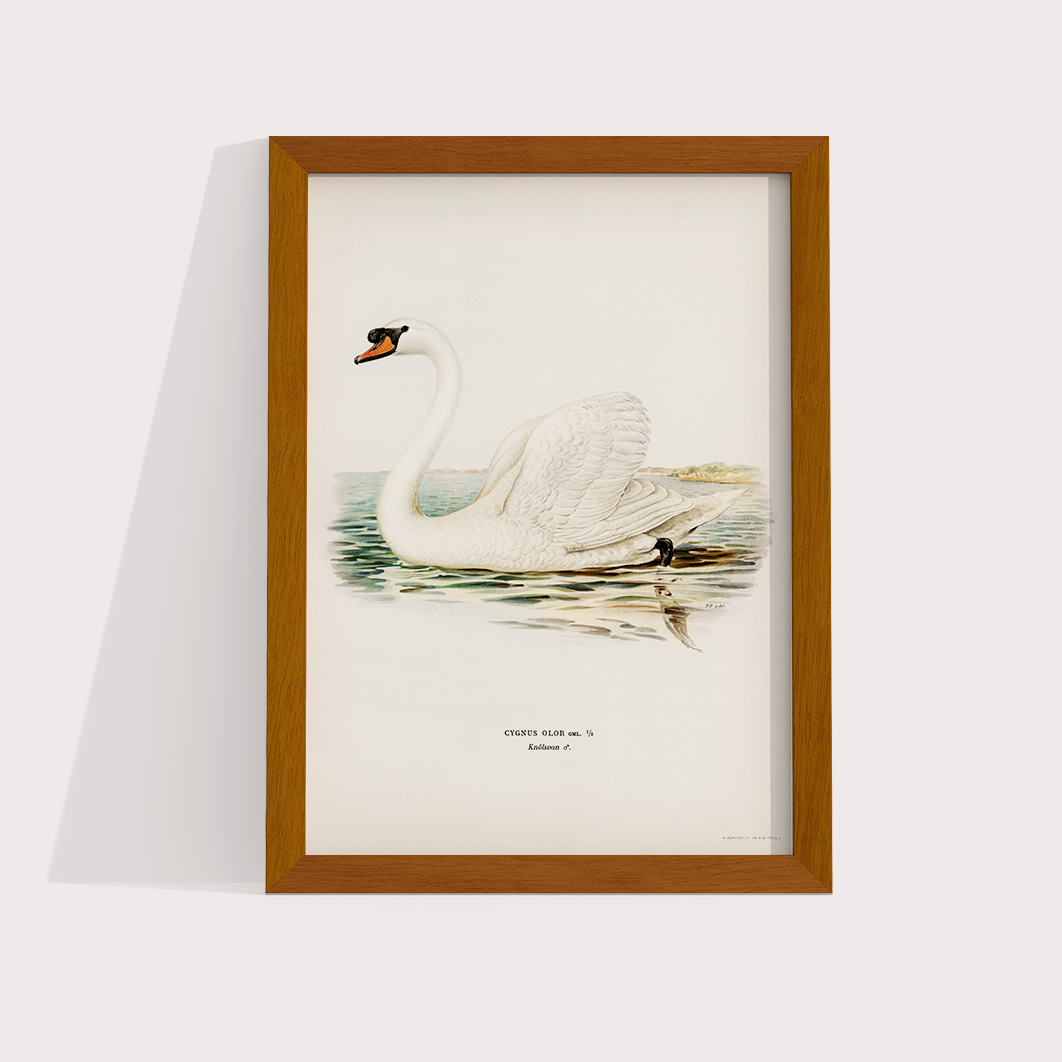 Swan