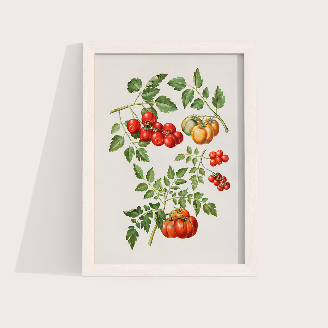 Tomate vintage