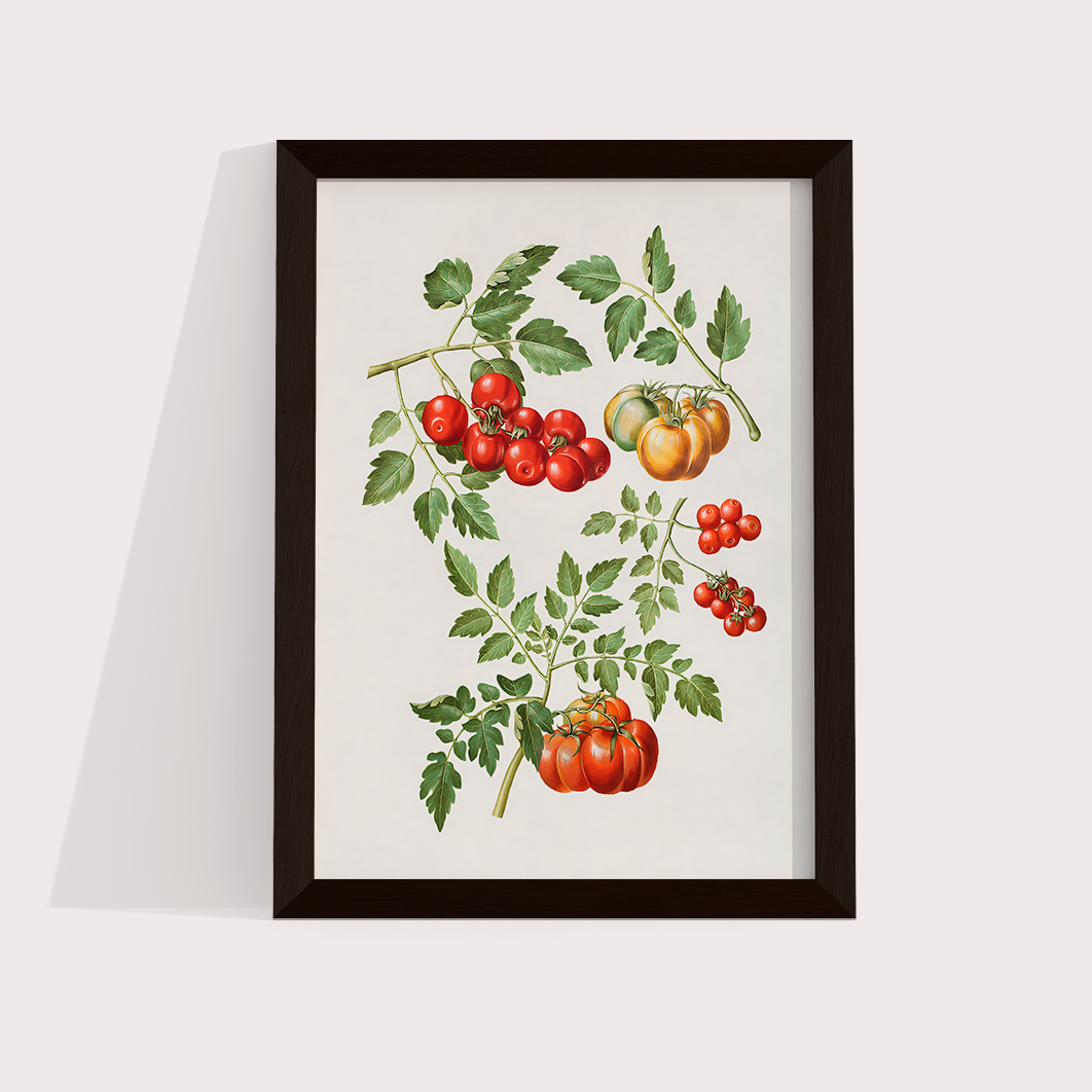 Tomate vintage
