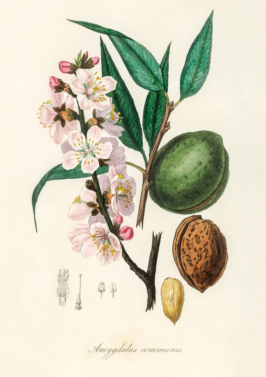 The almond Vintage