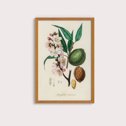 The almond Vintage