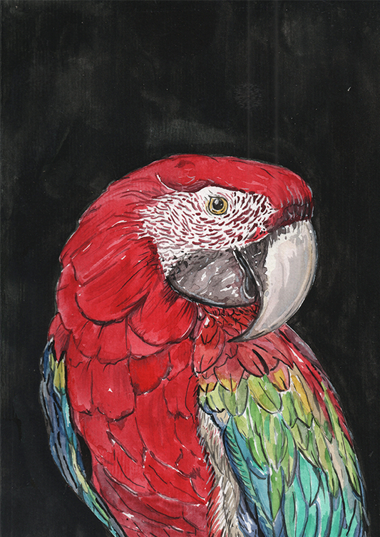 Quadro Arara por aquarelando