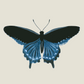 Borboleta Azul