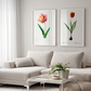 Tulipa II