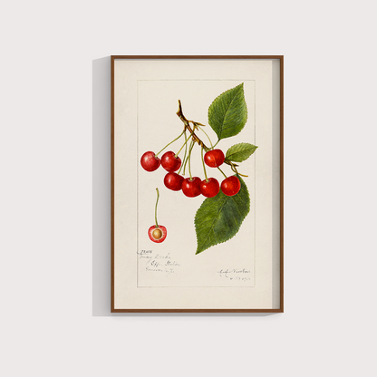 Cerejas Vintage - LARTESTUDIO