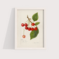 Cerejas Vintage - LARTESTUDIO