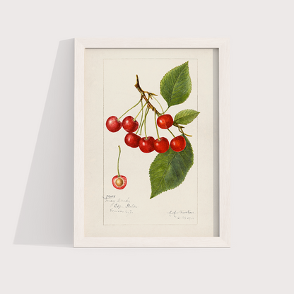 Cerejas Vintage - LARTESTUDIO