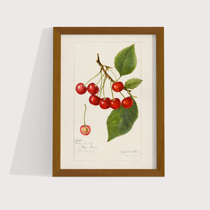 Cerejas Vintage - LARTESTUDIO