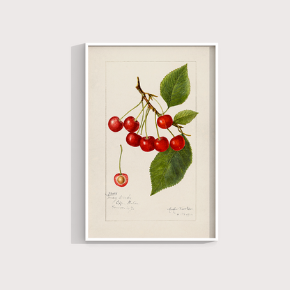 Cerejas Vintage - LARTESTUDIO