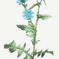 Quadro Blue flower III - Flor Chicory