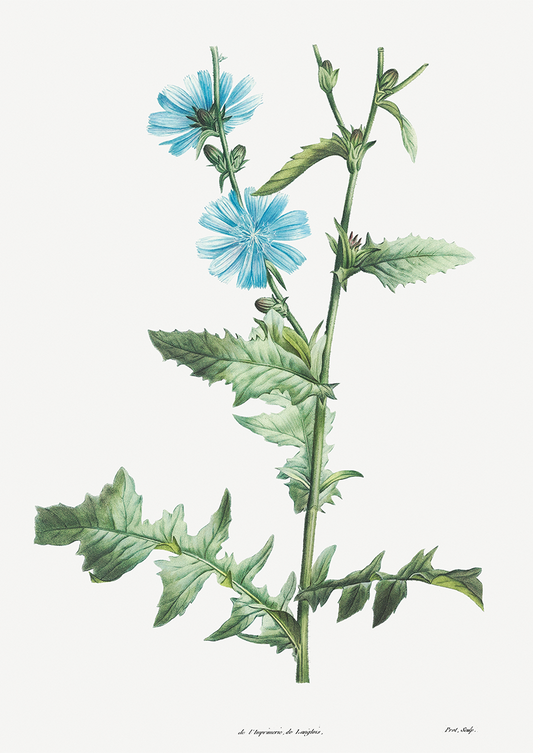 Quadro Blue flower III - Flor Chicory
